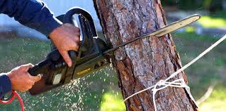 Best Tree and Shrub Care  in Rose Hill, VA