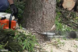 Best Lawn Pest Prevention  in Rose Hill, VA