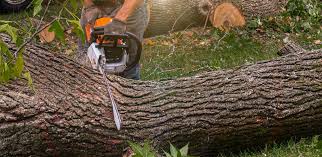 Best Pest Control for Lawns  in Rose Hill, VA