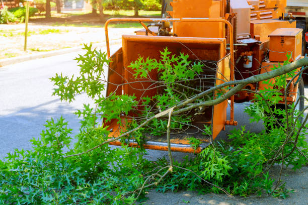 Best Tree Cabling and Bracing  in Rose Hill, VA