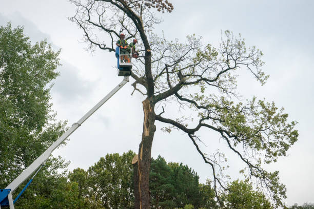 Best Tree Removal  in Rose Hill, VA