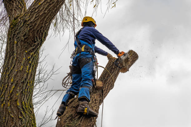 Best Leaf Removal  in Rose Hill, VA