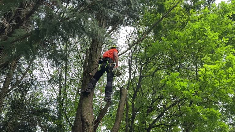 Mulching Services in Rose Hill, VA