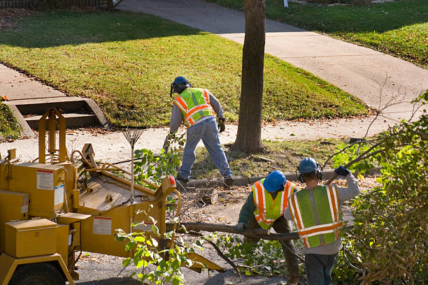 Best Tree Preservation Services  in Rose Hill, VA